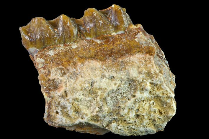 Fossil Horse (Mesohippus) Jaw Section - South Dakota #157469